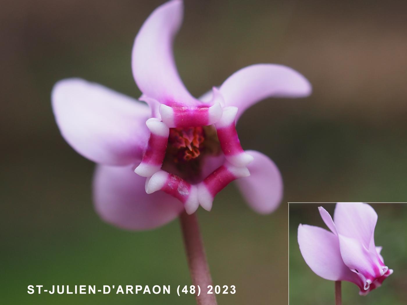 Cyclamen, Ivy-leaved flower